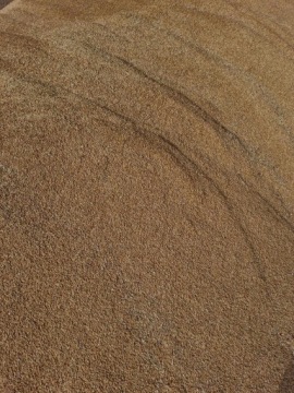 Зерно ячменя, кормовое