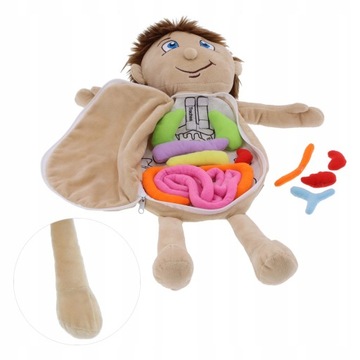 Кукла для изучения анатомии. Органы человеческого тела.