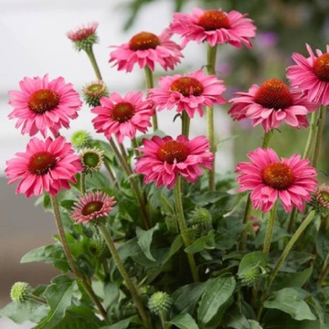 jeżówka PoLlyNation MAGENTA kompaktowa nowość Echinacea