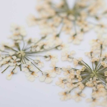 slay kwiatki kwiatuszki suszone suszki ECRU białe