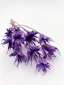 Czarnuszka, Nigella FIOLETOWA, suszone kwiaty, suszone kwiaty na tort