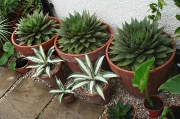 ВУЛКАНИЧЕСКАЯ ПЕМЗА ЛАВА САДОВЫЙ СУБСТРАТ ДОБАВКА К СУБСТРАТУ 4-8 мм 10 л