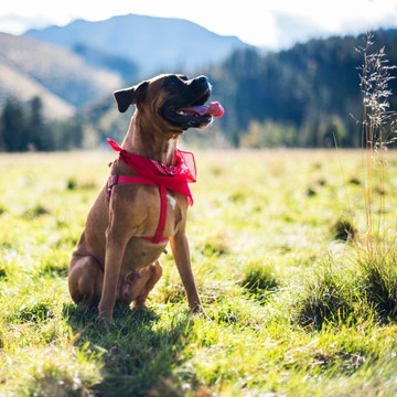 Классическая бандана Rebel, разные цвета.