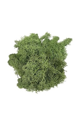 Mech chrobotek 50 g jasno zielony