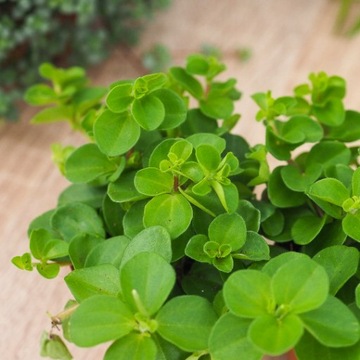 PEPEROMIA 'ROTUNDIFOLIA' jak mała koniczynka roz.S