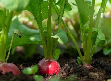 Rzodkiewka okrągła Cherry Belle wczesna 5g