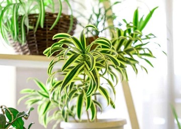 SERAMIS PODŁOŻE PALM DRACEN FIKUSÓW EPIPREMNUM MONSTERY ALOKAZJI CEROPEGII