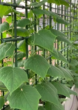 Tyczka do Pomidorów Roślin Kwiatów 10 szt 1,1x180cm Stal Powlekana