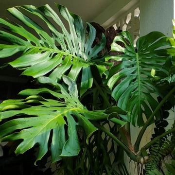 Субстрат MIX - Почва - Для ЗЕЛЕНЫХ Растений ПРЕМИУМ Green Paradise Mixure