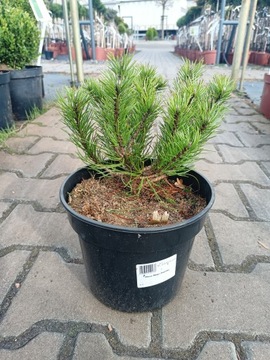 Pinus Mugo Pumillo - Sosna C3