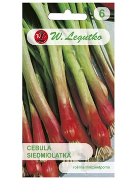 Cebula Siedmiolatka nasiona Red Toga