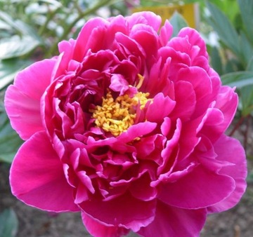 Piwonia LOUIS VAN HOUTTE Paeonia chińska GŁĘBOKI RÓŻ SADZONKA
