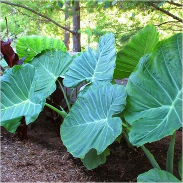 COLOCASIA ESCULENTA Гигантская колоказия СЛОНОВЫЕ УШИ 1 шт. + БЕСПЛАТНО