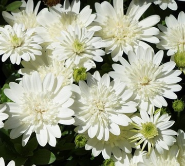 Osteospermum Stokrotka Afrykańska 3D Nanuk 06