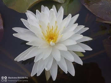 Кувшинка СНЕЖИНКА, белоснежный цветок, идеален для пруда.