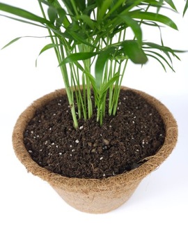 Субстрат для комнатных растений GREEN PALM PLANTS BIGOS 5L