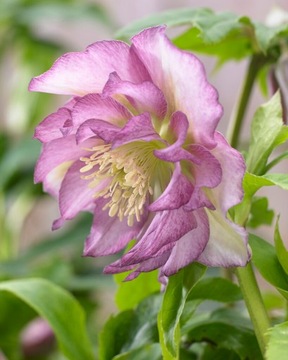 CIEMIERNIK HELLEBORUS DOUBLE ELLEN PINK RÓŻOWY kwiat idealny do ogrodu