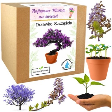 Prezent na Dzień Matki drzewko szczęścia bonsai prezent na Dzień Mamy róża