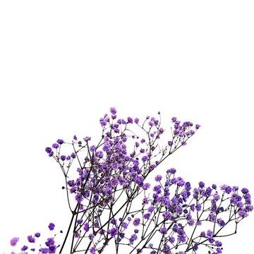 Гипсофила пурпурная СТАБИЛИЗИРОВАННЫЕ РАСТЕНИЯ