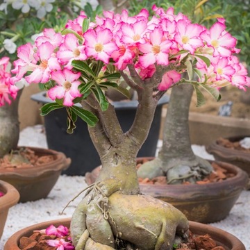 Róża pustyni ADENIUM OBESUM uroczy baobab rozmiar M