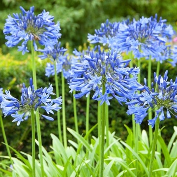 Agapant NIEBIESKI - Agapanthus Blue, URZEKAJĄCO PIĘKNY - Sadzonka agapanta