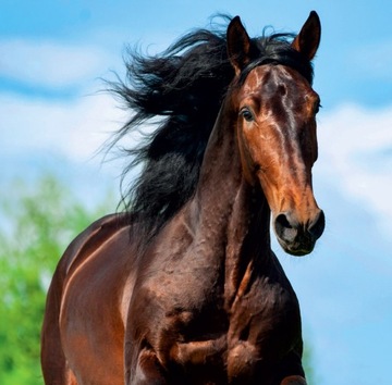 Календарь ЛОШАДЕЙ 2025 С НАКЛЕЙКАМИ подарок любителям лошадей