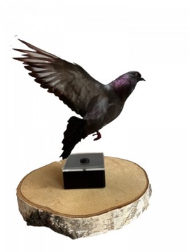 Statuetka GOŁĄB akryl z nadrukiem HODOWCA