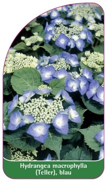 Etykieta szkółkarska Hydrangea macrophylla (Teller), blau
