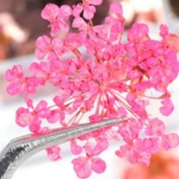 Сухоцветы для разноцветного украшения ногтей