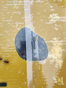 НАБОР АПИКАНД 5КГ С ПЫЛЦЕВЫМ МИКСОМ ДЛЯ ТОРТА