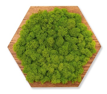 DREWNIANY PANELE ŚCIENNE MECH CHROBOTEK CIEMNY HEKSAGON MIDI DĄB NATURALNY