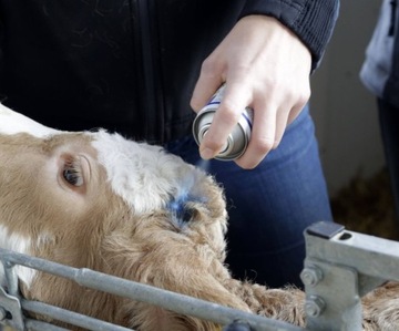 BLUE AC спрей 200мл - от ссадин у лошадей и крупного рогатого скота