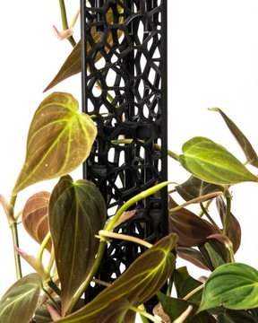 Опора для растений – треугольный кол для черного мха.