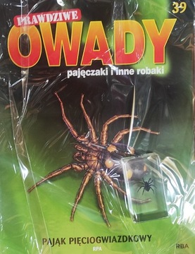 PRAWDZIWE OWADY 39/2024 PAJĄK PIĘCIOGWIAZDKOWY