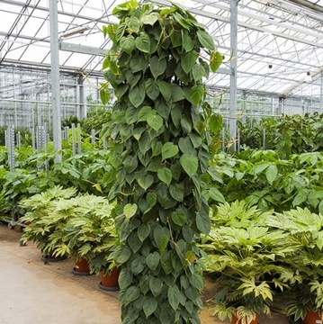 Philodendron scandens FILODENDRON pnący