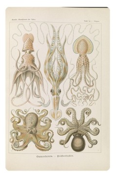 Magnes ośmiornica ośmiornice Ilustracja z 1903