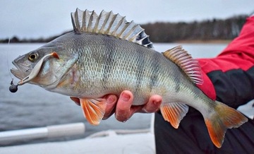 WESTIN SHAD TEEZ SLIM-P020-122-7,5 см