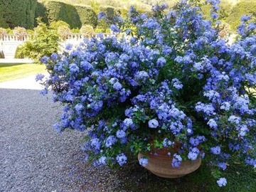 Plumbago Auriculata Ołownik Uszkowaty 5 nasion