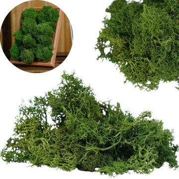 MECH CHROBOTEK ZIELONY RENIFEROWY NATURALNY OZDOBNY DO STROIKÓW TRAWIASTY