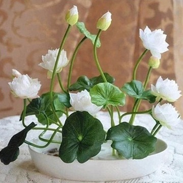 50 Sztuk Miska Nasiona Lotosu Rośliny Bonsai Dom Ogród Hydroponicznych
