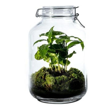 Стартовый набор Nice Forest в стеклянной банке