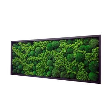 Obraz mech chrobotek i poduszkowy 30x60 cm