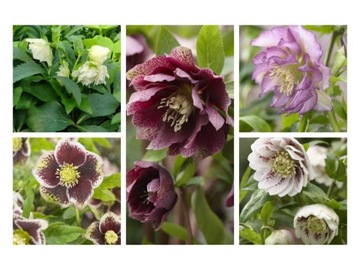 5 sztuk HELLEBORUS CIEMIERNIK Zimowe Kwiaty Kolory ZESTAW nr 2