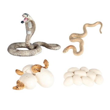 Model wzrostu Przedszkolne biologiczne