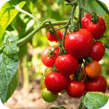 REVUS 250 SC 50ML БОРЬБЫ С ПОРОШКОВЫМ СРЕДНЫМ РАЗРУШЕНИЕМ ГРИБКОВЫХ ПОМОЩЕЙ ТОМАТОВ