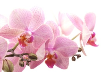 COMPO NAWÓZ KĄPIEL SPA DO STORCZYKÓW ORCHIDEI