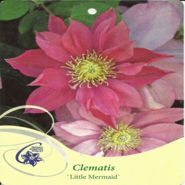 Clematis LITTLE MERMAID Powojnik wielkokwiatowy