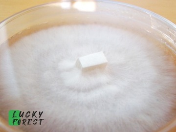 OYSTER MUSIC - Жидкий мицелий 10 мл - Lucky Forest