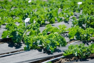 Agrowłóknina czarna 50g GF Agro na chwasty tkanina antychwastowa 1,1x300m