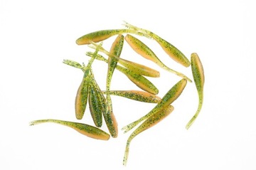 РАЗДЕЛЕННЫЙ ХВОСТ ЛАСТОЧКИ, ДЛИНА ~51 ММ (M-031-RC)